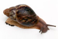 Archachatina porphyrostoma Nigeria B juvenil, 4 cm